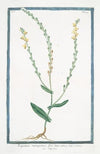 Rapistrum monospermon, flore luteo – Rapistro