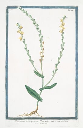 Rapistrum monospermon, flore luteo – Rapistro