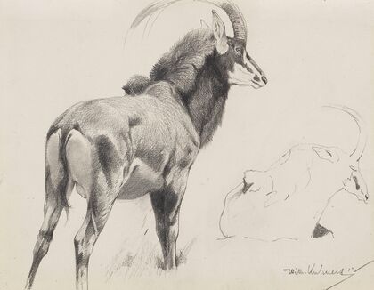 Rappenantilope (1912)