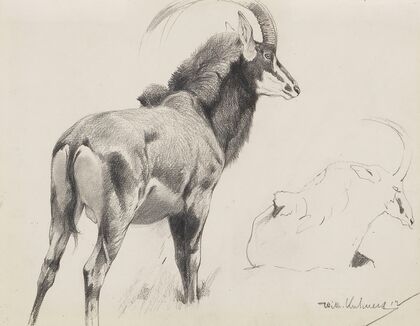 Rappenantilope (1912)