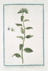 Rapunchulus scabiosæ capitulo, cæruleo