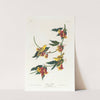 Rathbone warbler by John James Audubon