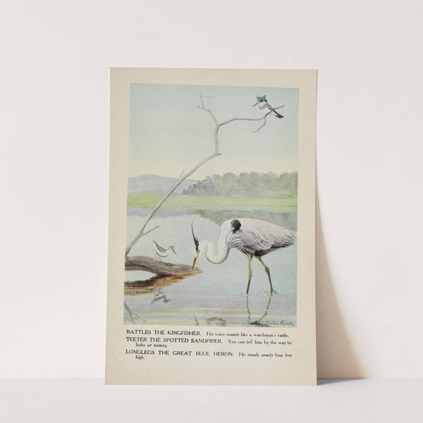 Rattles the Kingfisher, Teeter the Spotted Sandpiper, Longlegs the Great Blue Heron by Louis Agassiz Fuertes