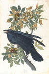 Raven