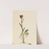 Rayless Groundsel (Senecio pauciflorus) (1921) by Mary Vaux Walcott