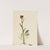 Rayless Groundsel (Senecio pauciflorus) (1921) by Mary Vaux Walcott