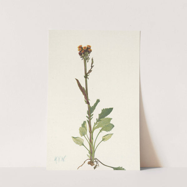Rayless Groundsel Senecio pauciflorus (1925) by Mary Vaux Walcott