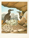 Razor-billed Auk
