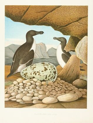 Razor-billed Auk