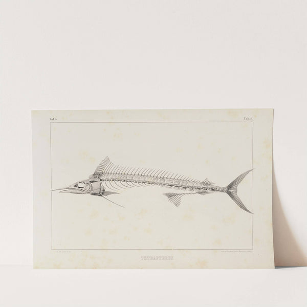 Recherches sur les poissons fossiles Pl.006 by Louis Agassiz