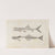 Recherches sur les poissons fossiles Pl.008 by Louis Agassiz
