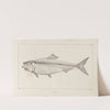 Recherches sur les poissons fossiles Pl.012 by Louis Agassiz