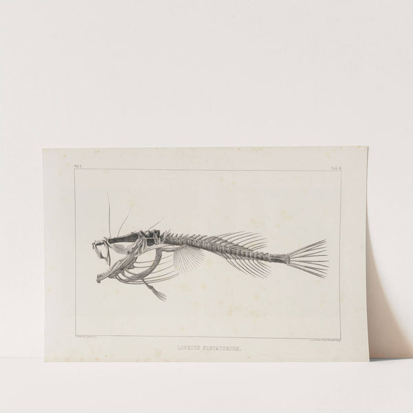 Recherches sur les poissons fossiles Pl.013 by Louis Agassiz