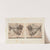 Recherches sur les poissons fossiles Pl.015 by Louis Agassiz