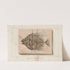 Recherches sur les poissons fossiles Pl.017 by Louis Agassiz