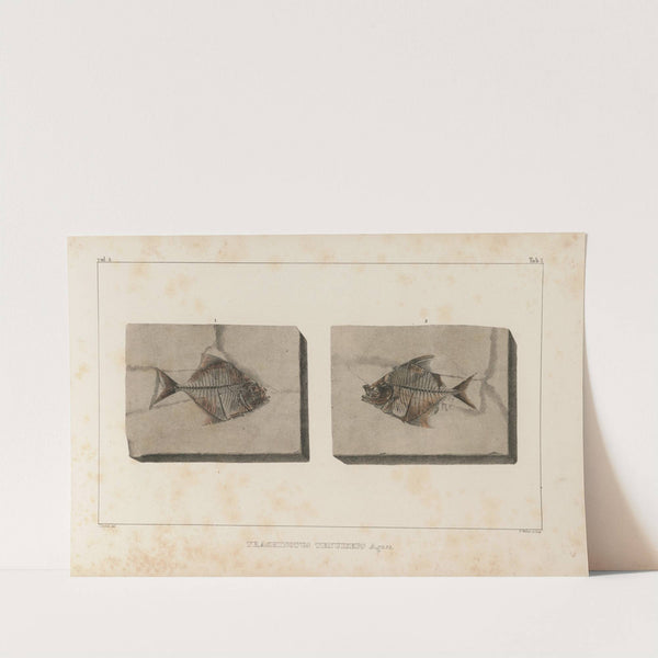 Recherches sur les poissons fossiles Pl.020 by Louis Agassiz