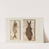 Recherches sur les poissons fossiles Pl.022 by Louis Agassiz