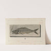 Recherches sur les poissons fossiles Pl.024 by Louis Agassiz