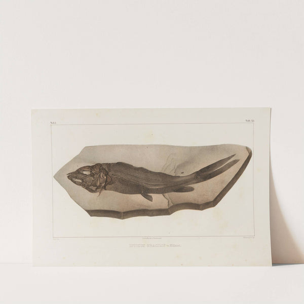 Recherches sur les poissons fossiles Pl.029 by Louis Agassiz