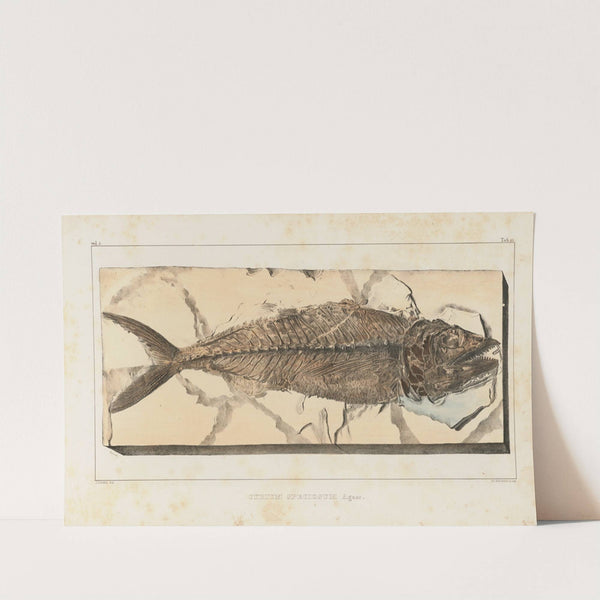 Recherches sur les poissons fossiles Pl.040 by Louis Agassiz