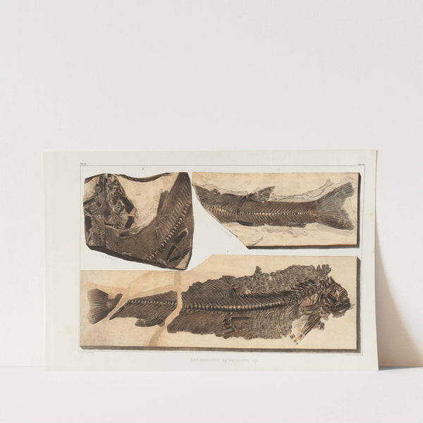 Recherches sur les poissons fossiles Pl.067 by Louis Agassiz