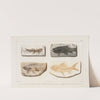 Recherches sur les poissons fossiles Pl.088 by Louis Agassiz