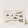 Recherches sur les poissons fossiles Pl.106 by Louis Agassiz