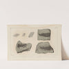 Recherches sur les poissons fossiles Pl.124 by Louis Agassiz