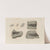 Recherches sur les poissons fossiles Pl.124 by Louis Agassiz