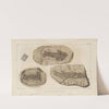 Recherches sur les poissons fossiles Pl.125 by Louis Agassiz