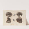 Recherches sur les poissons fossiles Pl.128 by Louis Agassiz