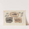 Recherches sur les poissons fossiles Pl.135 by Louis Agassiz
