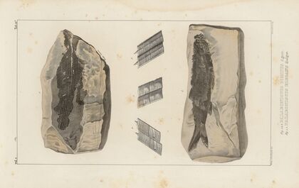 Recherches sur les poissons fossiles Pl.137