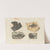Recherches sur les poissons fossiles Pl.143 by Louis Agassiz