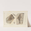 Recherches sur les poissons fossiles Pl.144 by Louis Agassiz
