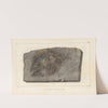 Recherches sur les poissons fossiles Pl.147 by Louis Agassiz