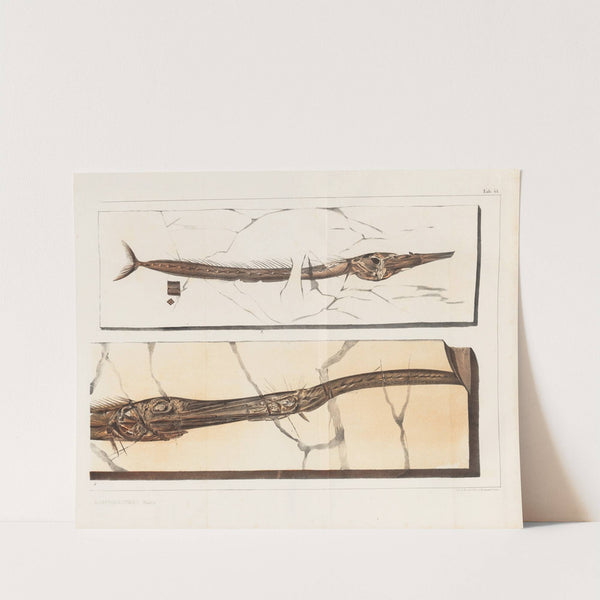Recherches sur les poissons fossiles Pl.199 by Louis Agassiz