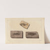 Recherches sur les poissons fossiles Pl.205 by Louis Agassiz