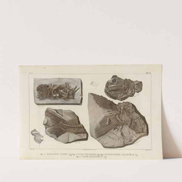 Recherches sur les poissons fossiles Pl.221 by Louis Agassiz