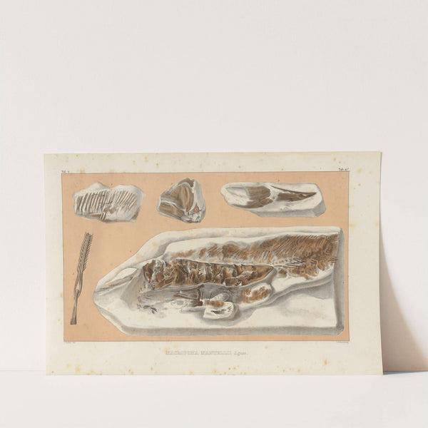 Recherches sur les poissons fossiles Pl.236 by Louis Agassiz