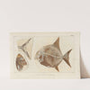 Recherches sur les poissons fossiles Pl.244 by Louis Agassiz