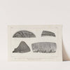 Recherches sur les poissons fossiles Pl.263 by Louis Agassiz