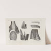 Recherches sur les poissons fossiles Pl.266 by Louis Agassiz