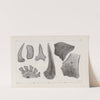 Recherches sur les poissons fossiles Pl.269 by Louis Agassiz
