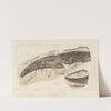 Recherches sur les poissons fossiles Pl.277 by Louis Agassiz
