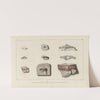 Recherches sur les poissons fossiles Pl.288 by Louis Agassiz