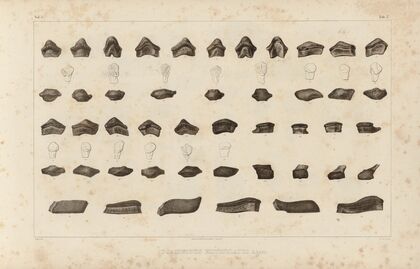 Recherches sur les poissons fossiles Pl.294