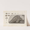Recherches sur les poissons fossiles Pl.298 by Louis Agassiz
