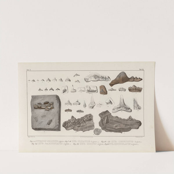 Recherches sur les poissons fossiles Pl.303 by Louis Agassiz