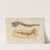 Recherches sur les poissons fossiles Pl.323 (1833-1843) by Louis Agassiz